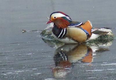 Прикрепленное изображение: su4.jpg